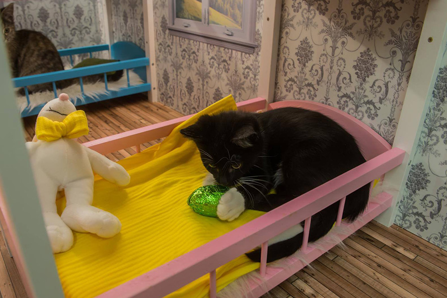 The cat shelter in Reykjavik needs your help.